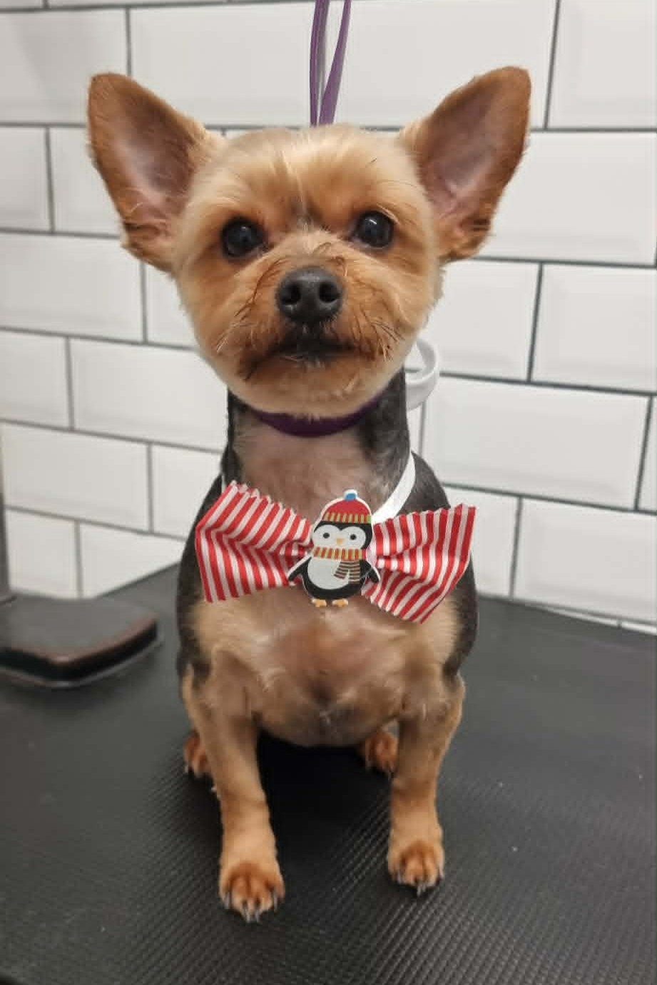 Yorkshire terrier with a tidy trim sitting on the grooming table