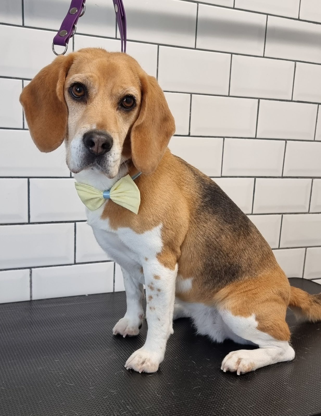 Beagle sitting on the grooming table after a bath and de-shed
