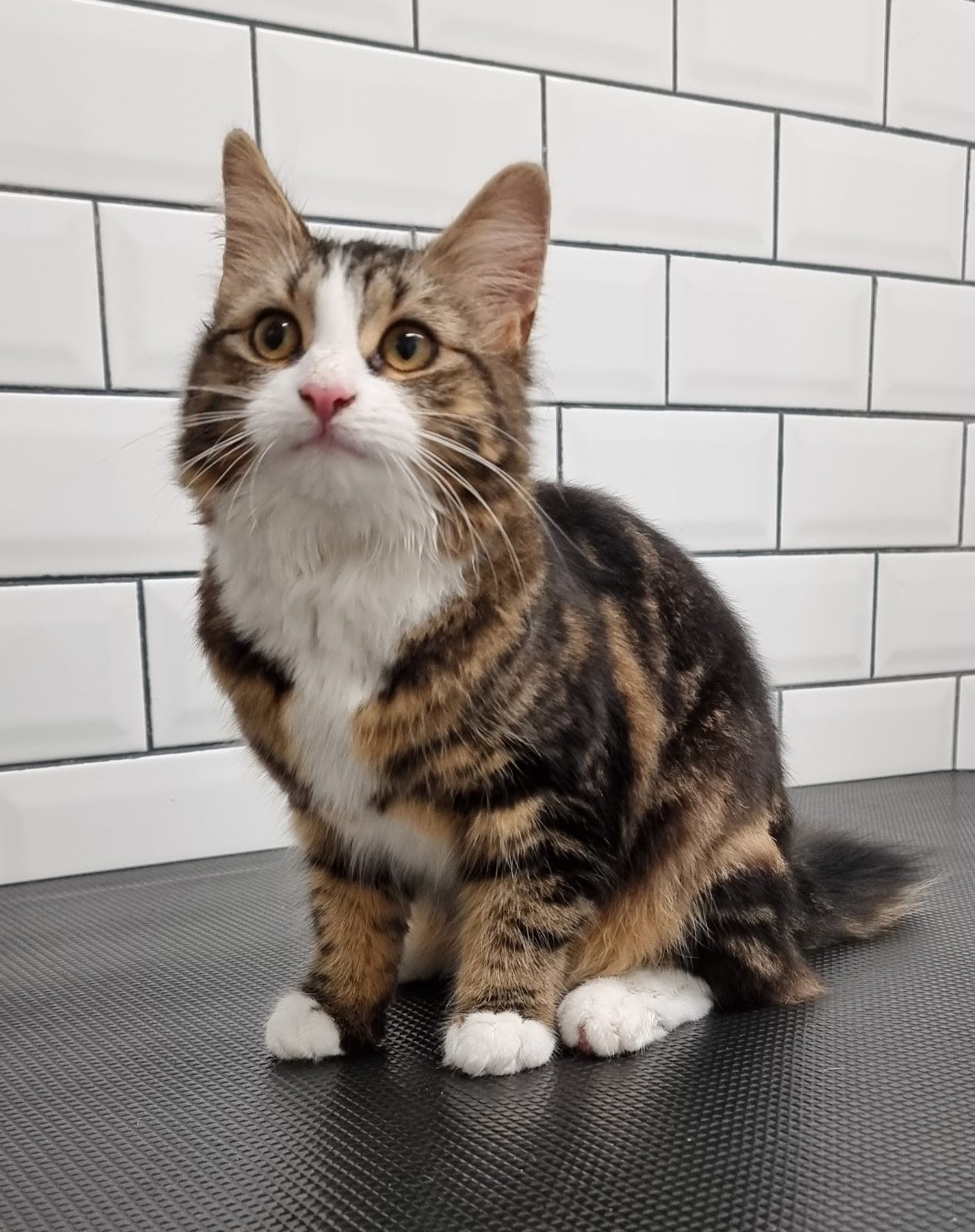 Tabby cat sitting calmly on the grooming table after a de-shed