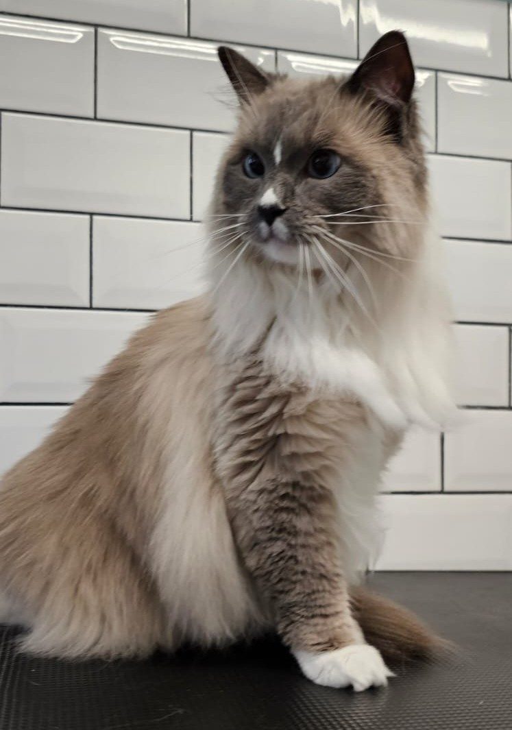 Long-haired ragdoll cat sitting upright on the grooming table after a full groom
