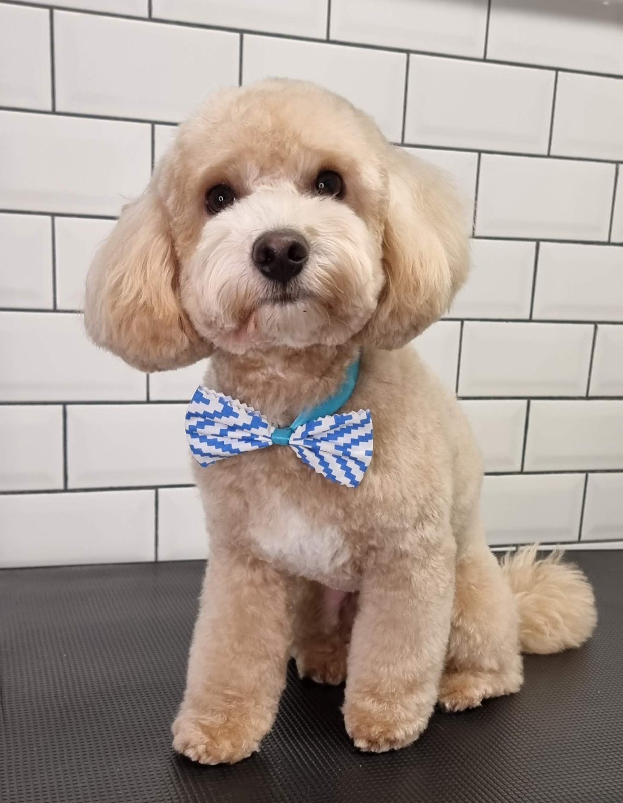 Apricot cockapoo with a rounded teddy finish sitting on the grooming table at Bella Figura